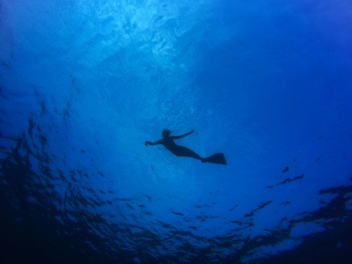 Deep Dive into the World of Pingu Fish: An Oceanic Treasure