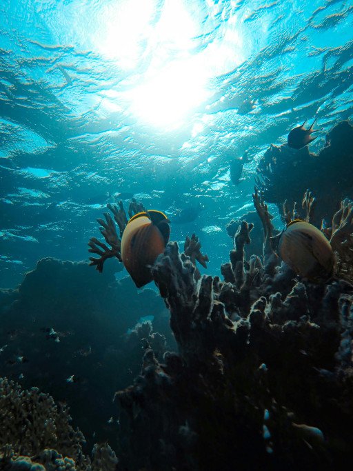 Deep-Sea Pingu Fish Ecology